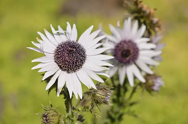 523270 - Purple berkheya (Berkheya purpurea)