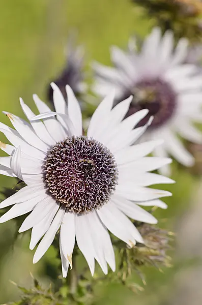 523271 - Purple berkheya (Berkheya purpurea)