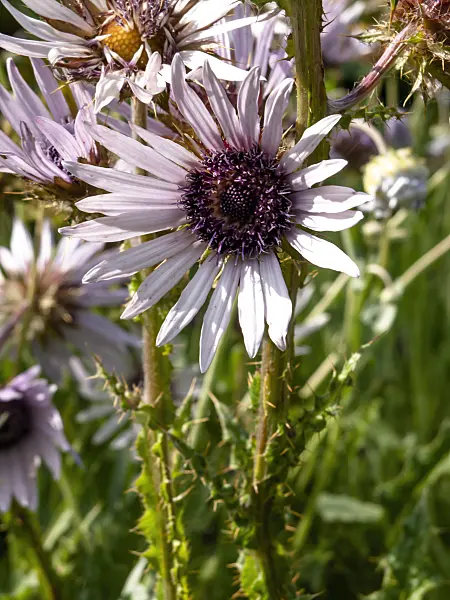 427227 - Purple berkheya (Berkheya purpurea 'Zulu Warrior')