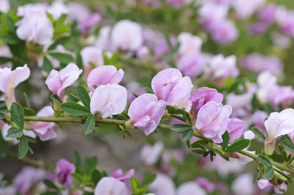471299 - Purple broom (Chamaecytisus purpureus)