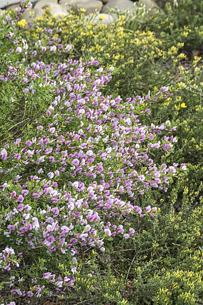 651166 - Purple broom (Chamaecytisus purpureus)