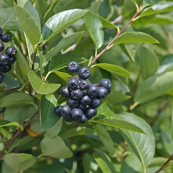 490028 - Purple chokeberry (Photinia x prunifolia 'Aron' syn. Aronia x prunifolia 'Aron')