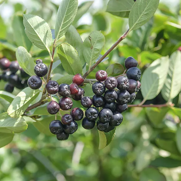 535336 - Purple chokeberry (Photinia x prunifolia 'Karhumäki' syn. Aronia x prunifolia 'Karhumäki')