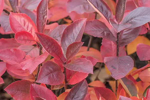 638032 - Purple chokeberry (Photinia x prunifolia 'Nero' syn. Aronia x prunifolia 'Nero')