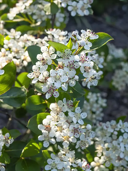 460086 - Purple chokeberry (Photinia x prunifolia syn. Aronia x prunifolia)