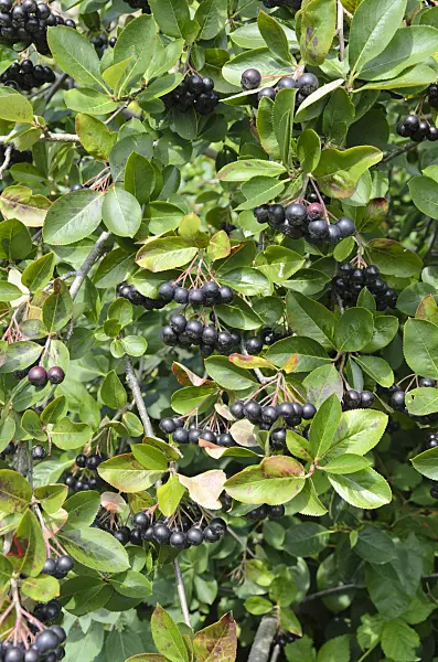 498186 - Purple chokeberry (Photinia x prunifolia syn. Aronia x prunifolia)