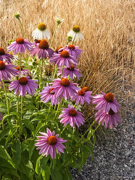 404014 - Purple cone flower (Echinacea purpurea)