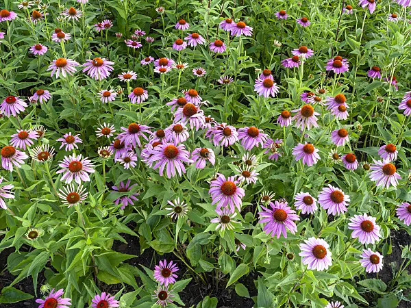 427119 - Purple cone flower (Echinacea purpurea)
