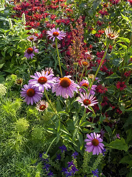 427120 - Purple cone flower (Echinacea purpurea)