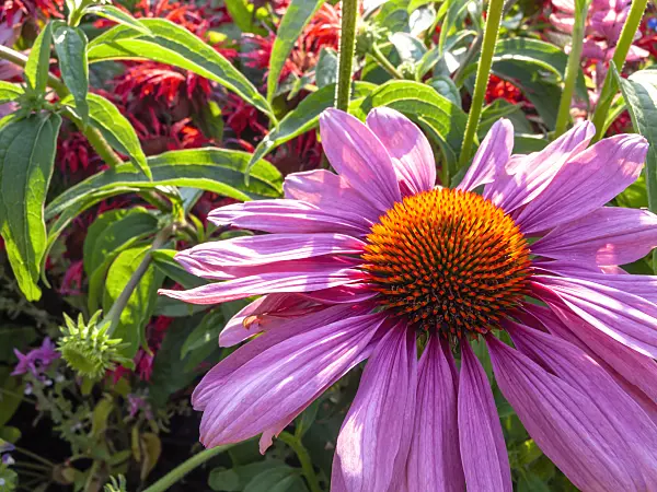 427121 - Purple cone flower (Echinacea purpurea)