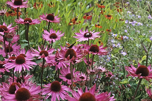 428276 - Purple cone flower (Echinacea purpurea)