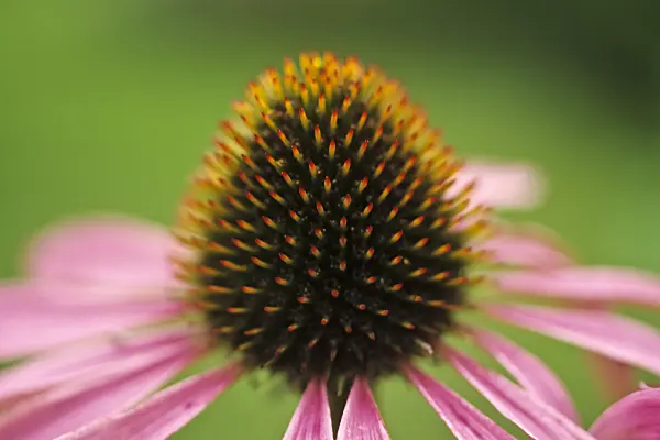 432046 - Purple cone flower (Echinacea purpurea)
