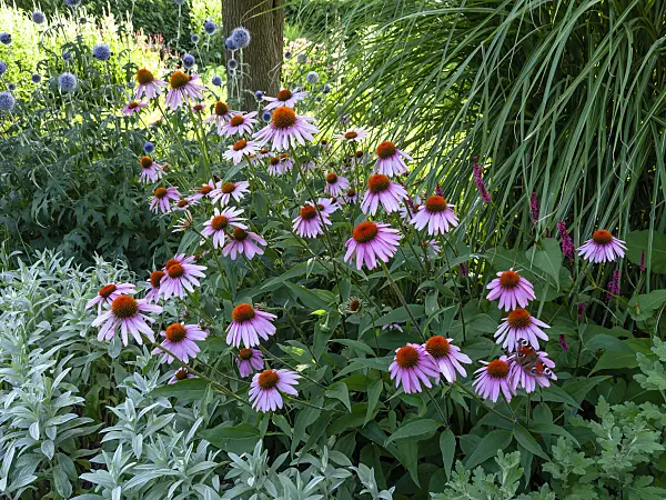 439391 - Purple cone flower (Echinacea purpurea)