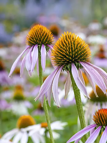 439395 - Purple cone flower (Echinacea purpurea)