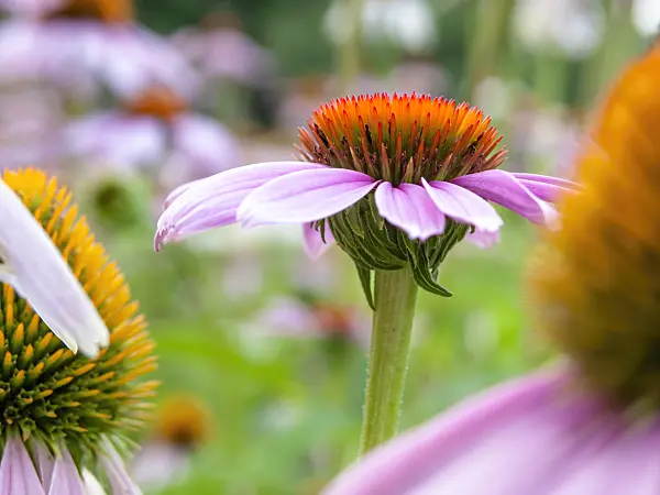 439396 - Purple cone flower (Echinacea purpurea)