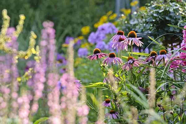 474463 - Purple cone flower (Echinacea purpurea)