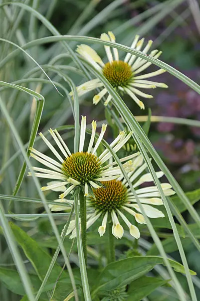 474476 - Purple cone flower (Echinacea purpurea)
