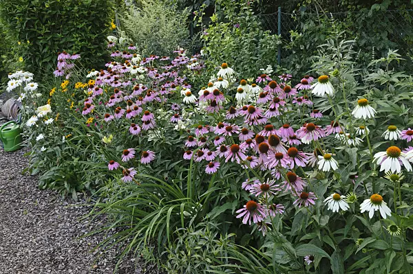 474479 - Purple cone flower (Echinacea purpurea)