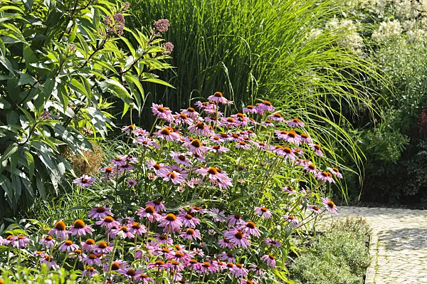 486215 - Purple cone flower (Echinacea purpurea)