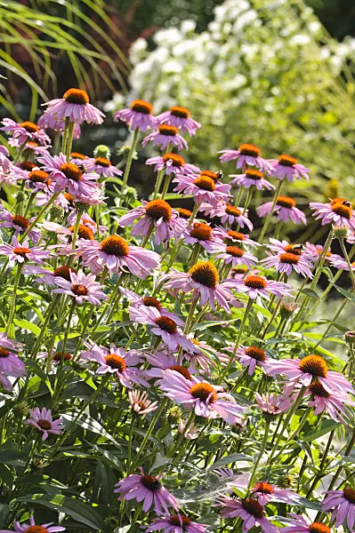 486218 - Purple cone flower (Echinacea purpurea)