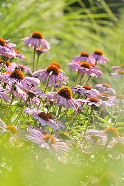 486219 - Purple cone flower (Echinacea purpurea)