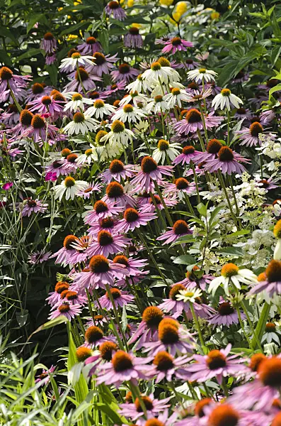 498291 - Purple cone flower (Echinacea purpurea)