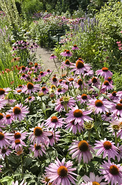 498293 - Purple cone flower (Echinacea purpurea)