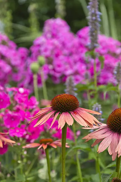 510042 - Purple cone flower (Echinacea purpurea)