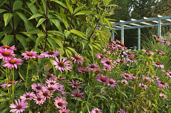 510144 - Purple cone flower (Echinacea purpurea)