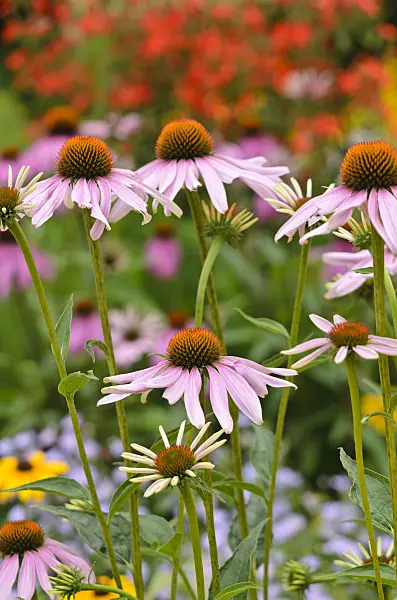 534347 - Purple cone flower (Echinacea purpurea)
