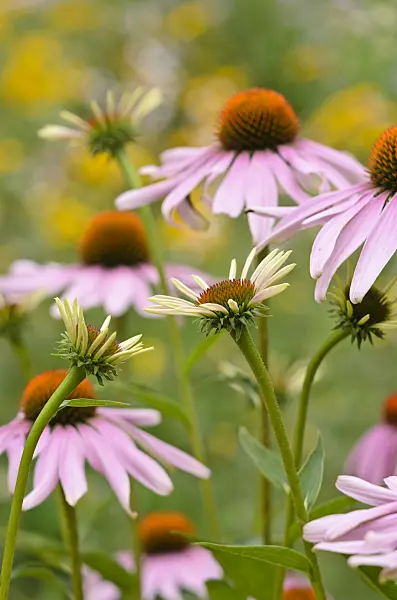 534351 - Purple cone flower (Echinacea purpurea)