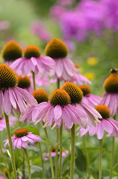 534519 - Purple cone flower (Echinacea purpurea)