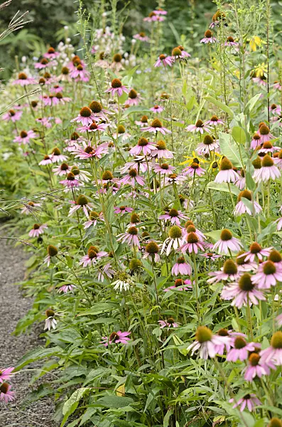 535087 - Purple cone flower (Echinacea purpurea)