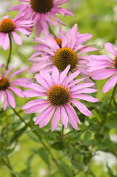 535088 - Purple cone flower (Echinacea purpurea)