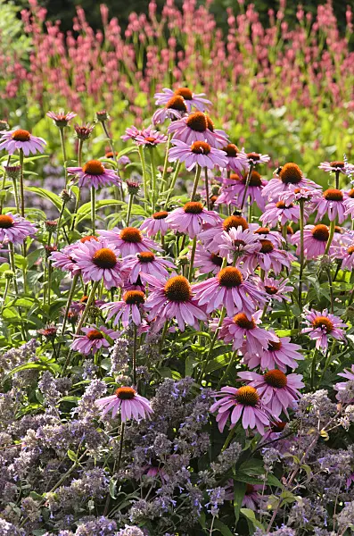 547001 - Purple cone flower (Echinacea purpurea)