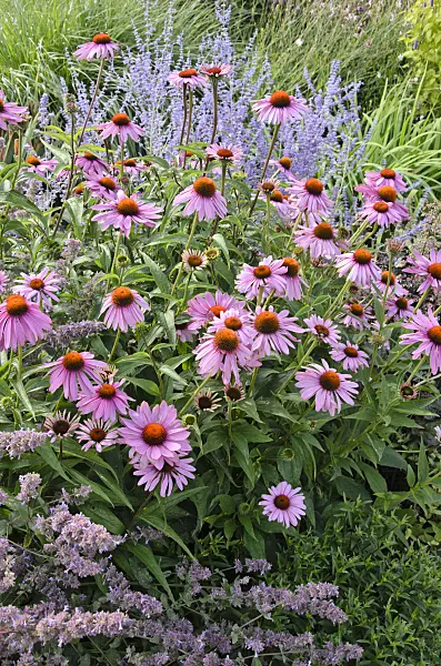 547002 - Purple cone flower (Echinacea purpurea)