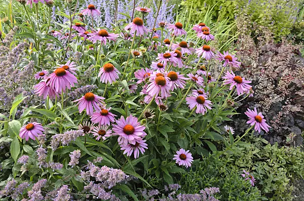 547003 - Purple cone flower (Echinacea purpurea)