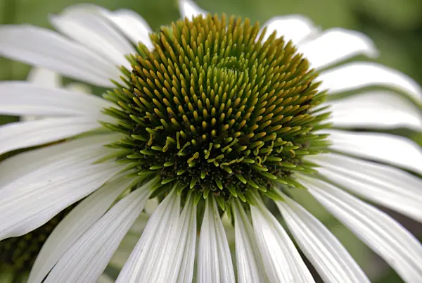 452160 - Purple cone flower (Echinacea purpurea 'Alba')
