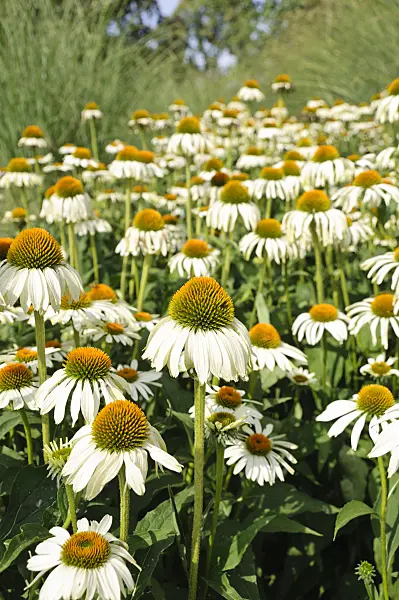 487057 - Purple cone flower (Echinacea purpurea 'Alba')