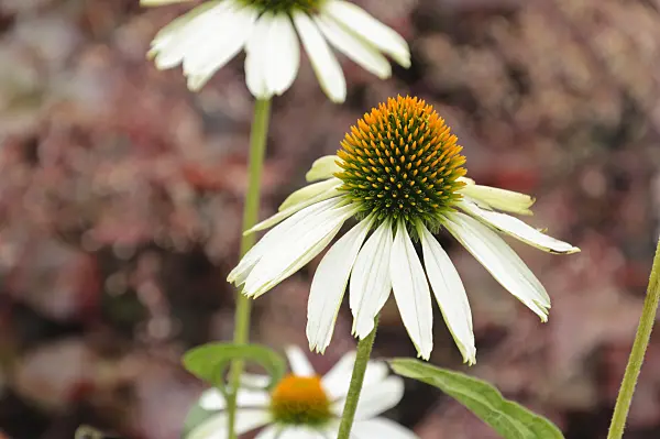487129 - Purple cone flower (Echinacea purpurea 'Alba')