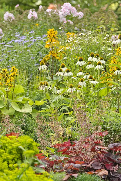 487136 - Purple cone flower (Echinacea purpurea 'Alba')