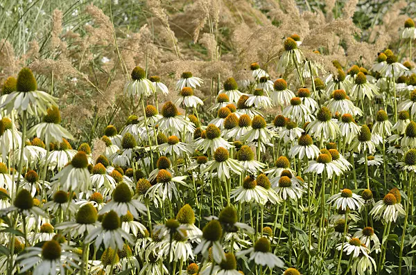 523037 - Purple cone flower (Echinacea purpurea 'Alba')