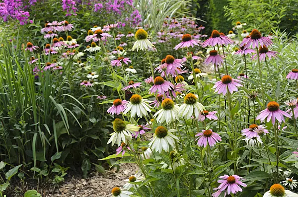 534517 - Purple cone flower (Echinacea purpurea 'Alba' and Echinacea purpurea)