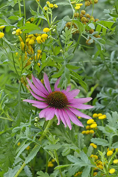 488104 - Purple cone flower (Echinacea purpurea) and common tansy (Tanacetum vulgare)