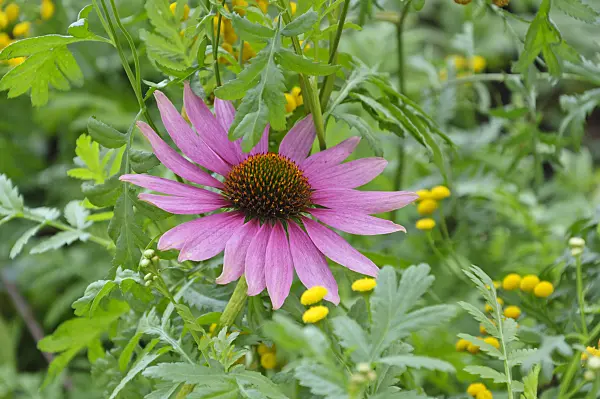488105 - Purple cone flower (Echinacea purpurea) and common tansy (Tanacetum vulgare)
