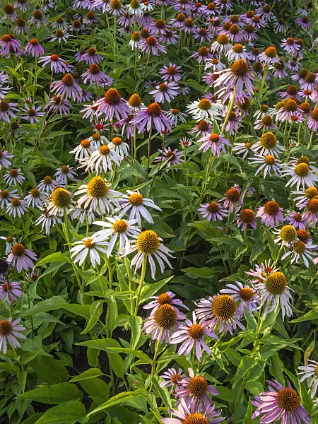 403097 - Purple cone flower (Echinacea purpurea and Echinacea purpurea 'Alba')