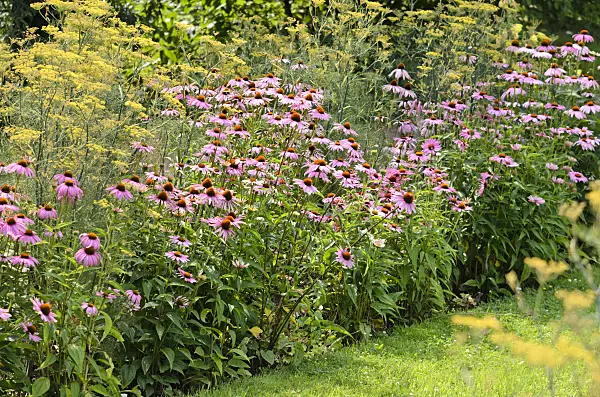 534387 - Purple cone flower (Echinacea purpurea) and fennel (Foeniculum vulgare)