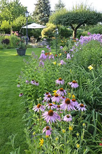 474460 - Purple cone flower (Echinacea purpurea) and garden phlox (Phlox paniculata)