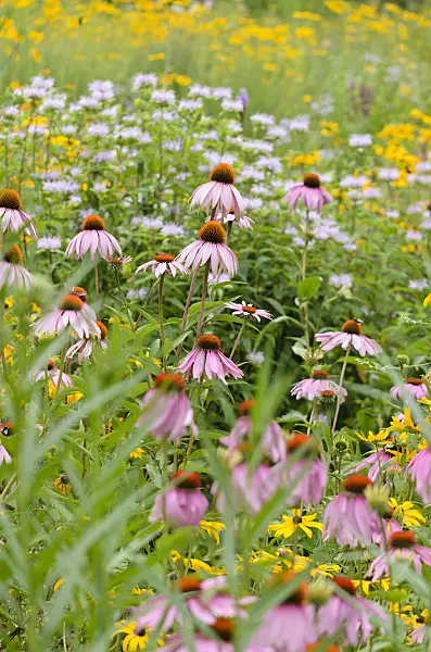 534352 - Purple cone flower (Echinacea purpurea) and orange cone flower (Rudbeckia fulgida)