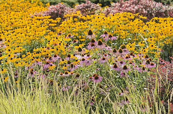 535027 - Purple cone flower (Echinacea purpurea) and orange cone flower (Rudbeckia fulgida)